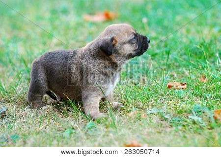 Three Weeks Mixed Breed Puppy On A Grass In Autumn