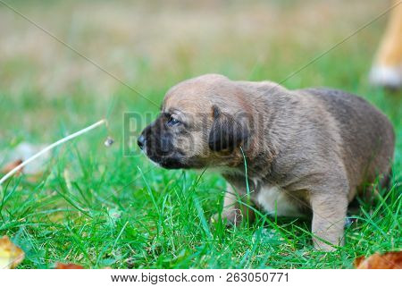 Three Weeks Mixed Breed Puppy On A Grass In Autumn