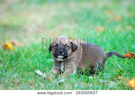 Three Weeks Mixed Breed Puppy On A Grass In Autumn