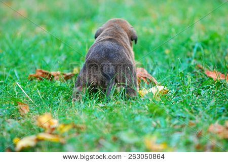 Three Weeks Mixed Breed Puppy On A Grass In Autumn