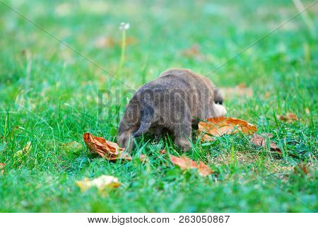 Three Weeks Mixed Breed Puppy On A Grass In Autumn