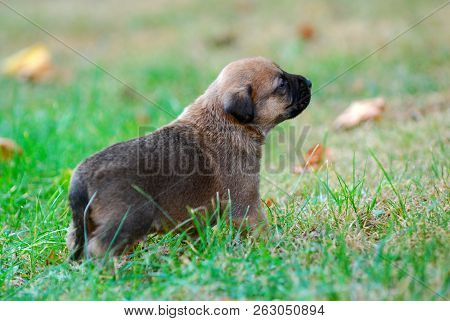 Three Weeks Mixed Breed Puppy On A Grass In Autumn