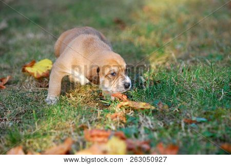 Three Weeks Mixed Breed Puppy On A Grass In Autumn