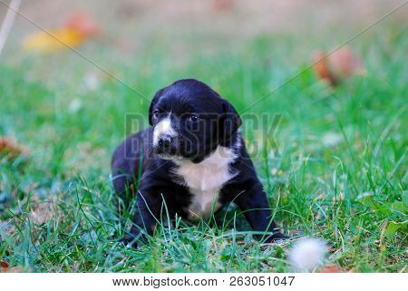 Three Weeks Mixed Breed Puppy On A Grass In Autumn