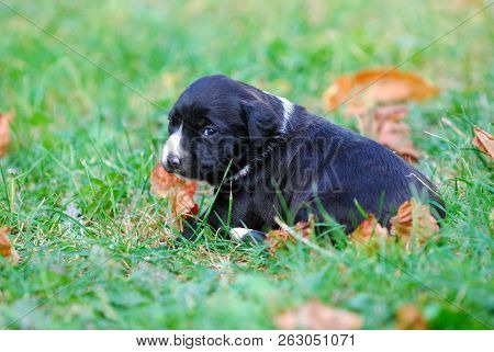 Three Weeks Mixed Breed Puppy On A Grass In Autumn