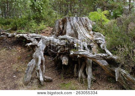 Old Scots Pine Tree Stump - Pinus Sylvestris 
Loch An Eilein, Rothiemurchus Forest, Speyside, Scotla