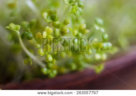 Lucerne Sprouts Macrophotographs On The Exfoliated Background. Mikrogreen Super-food.