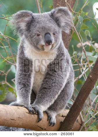 Koala