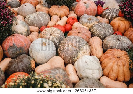 Autumn Harvesting Pumpkins On Farm Bioproducts Patch.