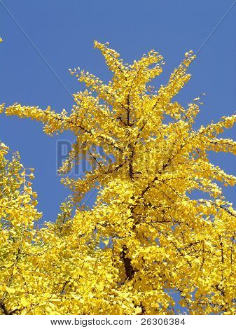 Ginko Biloba