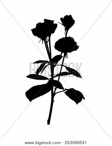 Beautiful Silane White And Black Roses. Isolated On White Background. Vector Illustration