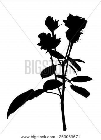 Beautiful Silane White And Black Roses. Isolated On White Background. Vector Illustration