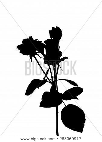 Beautiful Silane White And Black Roses. Isolated On White Background. Vector Illustration