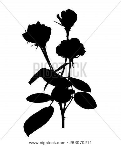 Beautiful Silane White And Black Roses. Isolated On White Background. Vector Illustration