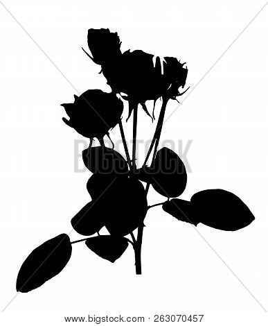 Beautiful Silane White And Black Roses. Isolated On White Background. Vector Illustration
