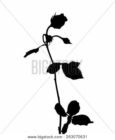 Beautiful Silane White And Black Roses. Isolated On White Background. Vector Illustration