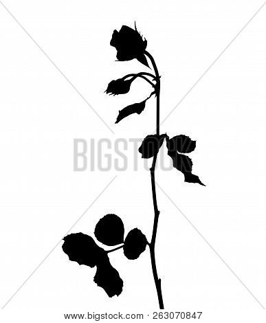 Beautiful Silane White And Black Roses. Isolated On White Background. Vector Illustration