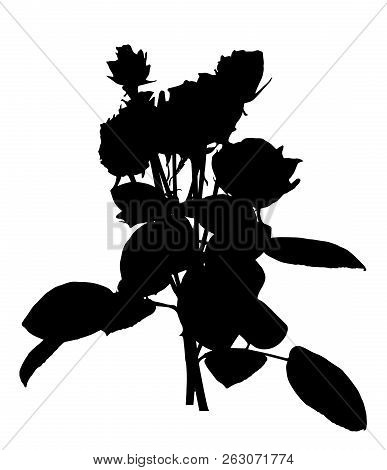 Beautiful Silane White And Black Roses. Isolated On White Background. Vector Illustration