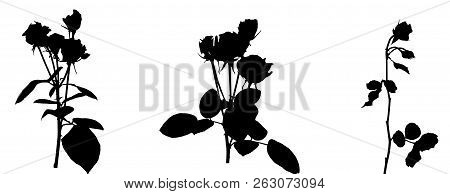 Set Of Beautiful Silane White And Black Roses. Isolated On White Background. Vector Illustration