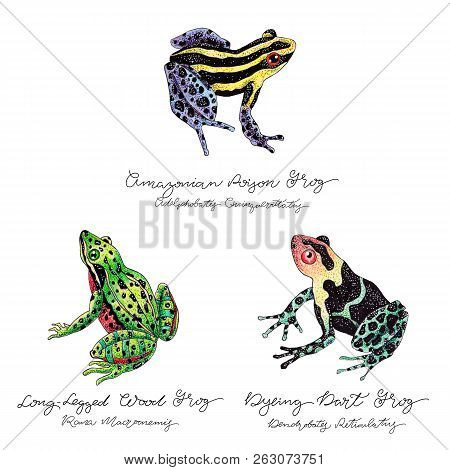 Hand Drawn Colored Frog Set With Lettering. Poison And Forest Frogs.