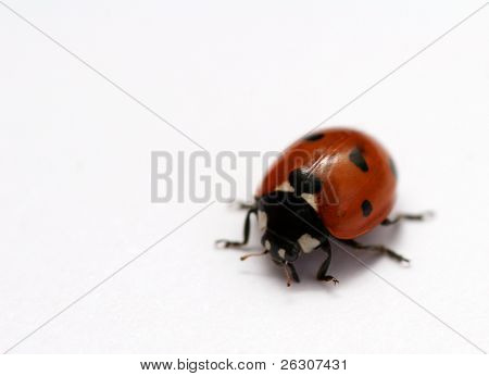 Lady bug