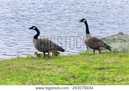A Gaggle Of Canada Geese On The Grassy Shore Of Burr Pond State Park In Torrington Connecticut.