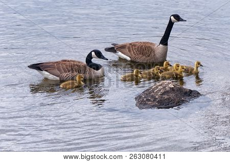 A Gaggle Of Canada Geese Floating On The Waters Of Burr Pond State Park In Torrington Connecticut.
