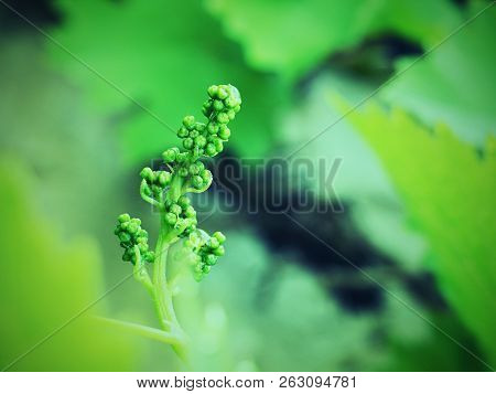 Young Grape Leaves, Checking Of Growth. Young Wine Grapes In Nature.
