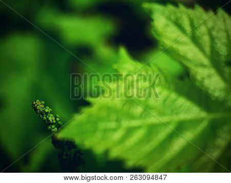 Close Up Of Branch Of Unripe Grape. Very Young And Unripe Wine Grapes And Leaves