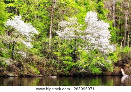 The Shore Of Burr Pond State Park In Torrington Connecticut In Early Spring.