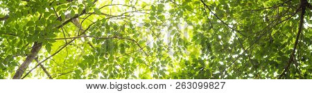 Trees In Forest . Nature Green Wood Sunlight Backgrounds