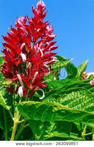 Megaskepasma Erythrochlamys, Commonly Called Brazilian Red Cloak. This Is An Eye Catching Plant With