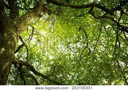 Diospyros Decandra Trees In Forest . Nature Green Wood Sunlight Backgrounds