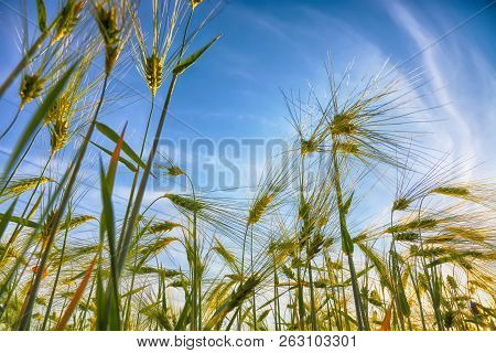 Green Wheat Field With Blue Sky In Background. Close Up Of Ripe Wheat Ears