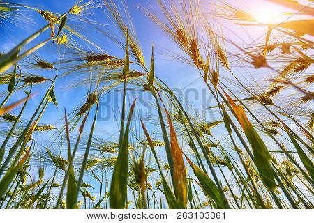 Green Wheat Field With Blue Sky In Background. Close Up Of Ripe Wheat Ears
