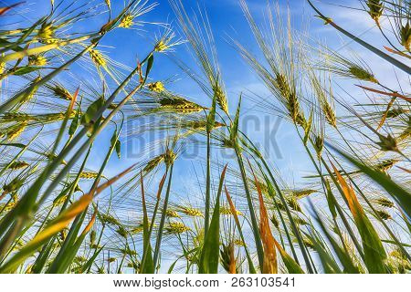 Green Wheat Field With Blue Sky In Background. Close Up Of Ripe Wheat Ears
