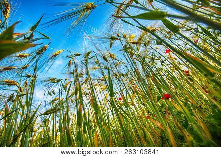 Green Wheat Field With Blue Sky In Background. Close Up Of Ripe Wheat Ears