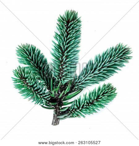 Fir Tree Branch Isolated On White Background. Pine Branch, Confier Close Up