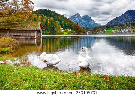Two White Swans In Crystal Clear Water Grundlsee Lake. Beautiful Landscape Of Alps. Location: Resort
