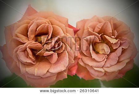 Spirit Dance Roses