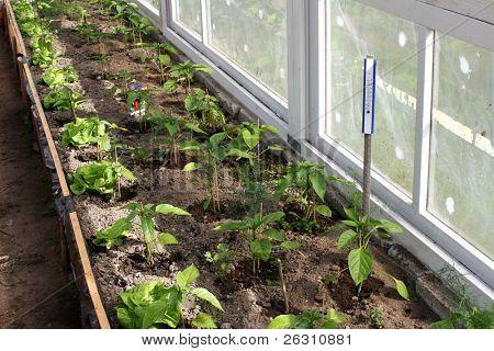 ผักเจริญเติบโตในเรือนกระจกสำหรับปลูกต้นไม้