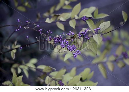 Shrub Callicarpa (lamiaceae) With Purple Berries In Autumn