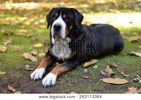 Greater Swiss Mountain Dog In The Garden.