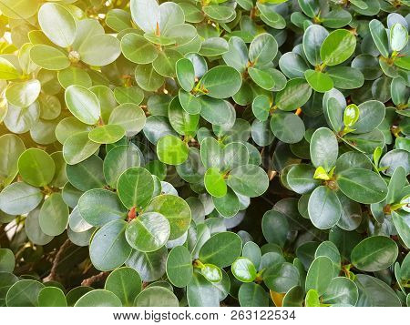 Green Leaves Background Of Ficus Annulata Or Banyan Tree.