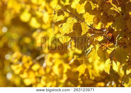 Beautiful Colorful Leaves In Autumn Forest. Red, Orange, Yellow, Green And Brown Autumn Leaves. Haze