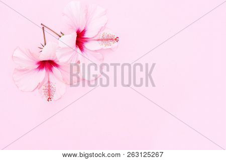 Wellness Background With Two Hibiscus Fresh Flowers On Pink Background, Top View