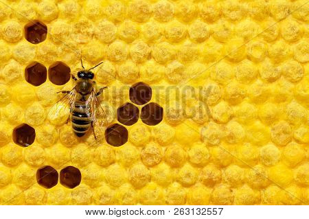 Bee On A Cell With Larvae. Bees Broods. Concept Of Beekeeping.