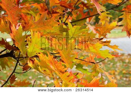 Efterår oak tree