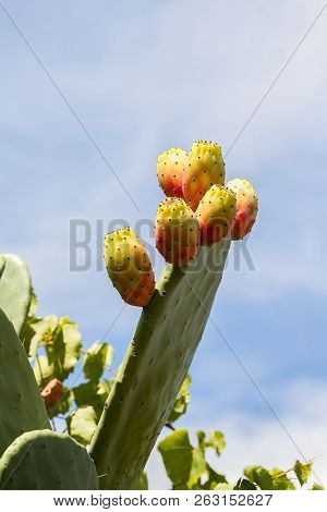 Prickly Pear Cactus With Fruit And Cactus Spines
