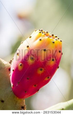 Single Red Prickly Pear Or Cactus Figs On A Tree, Vertical, Salento